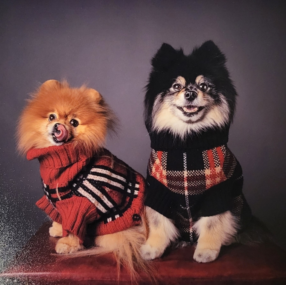 Not for sale - burberry dog sweaters